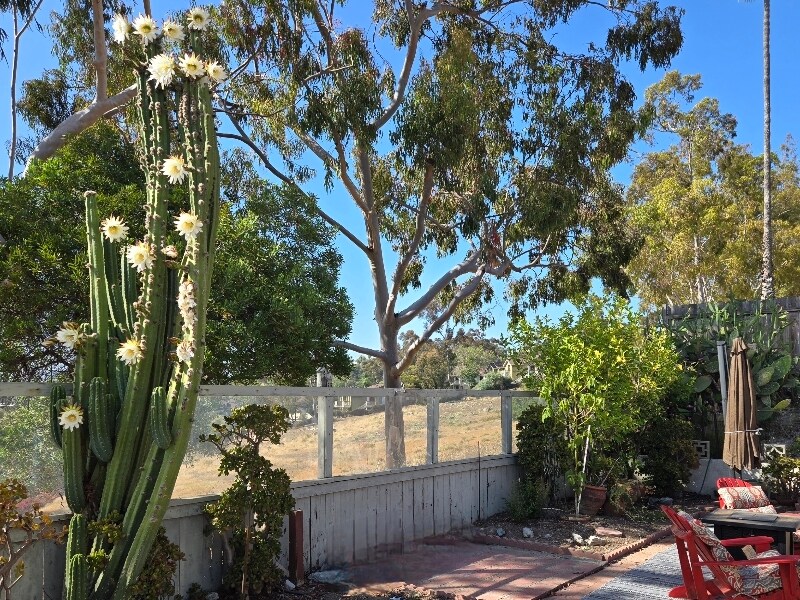 Foto principal - 2918 Shady Pine St