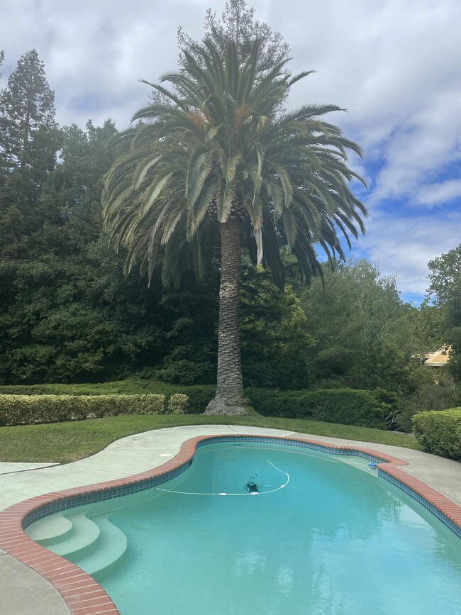 Majestic backyard palm tree 50 years old - 62 Winding Gln