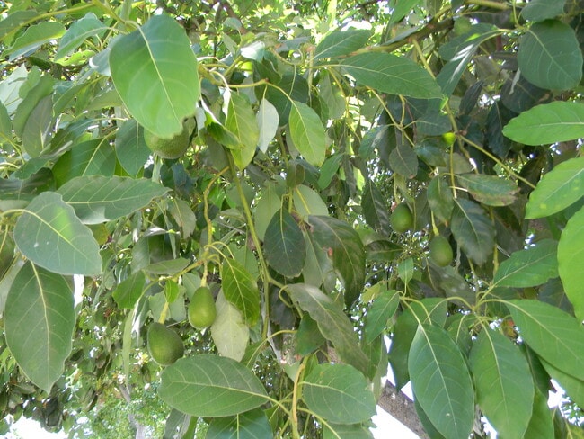 Photo - 1342 E Maple Ave House