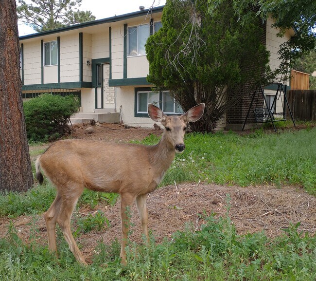Building Photo - 3275 Squaw Valley Dr
