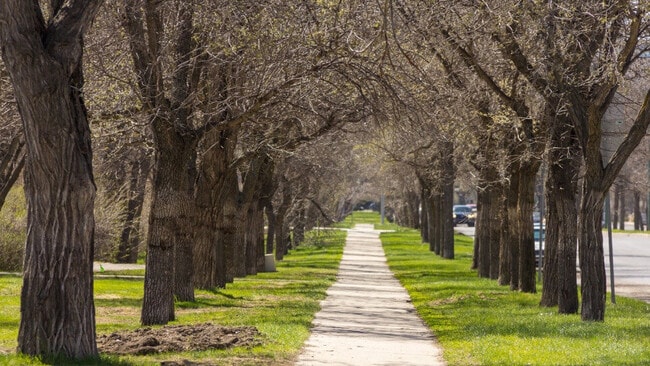 A tree-lined path in Downtown Regina.