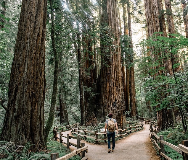 Mill Valley residents enjoy spectacular walking trails through redwood forests