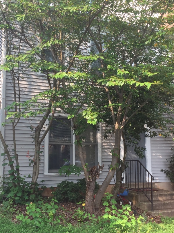 Primary Photo - 10398 Rapidan Ln