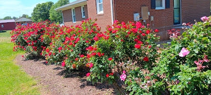 Roses surrounding Deck - 4008 Lebanon Rd