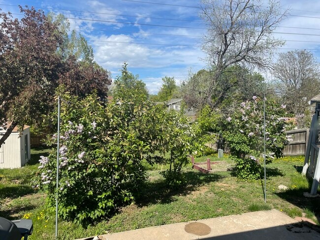 Backyard - 10970 Kendall Way House