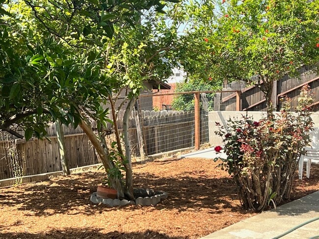 Back Yard Plum and Pomegranate Trees - 560 Burlington Dr