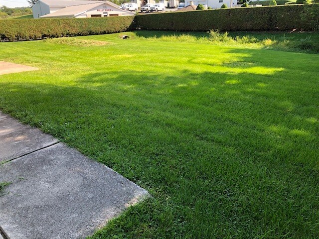 Rear Yard - 143 Lawn Rd
