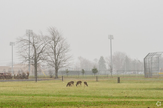 You can often see deer roaming around in Tonawanda.