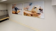 This professional pet grooming facility is thoughtfully designed to accommodate the needs of both animals and groomers. The space occupies a single floor and is arranged for practical, efficient workflow throughout. The interior features a clean, modern aesthetic with a neutral white and cream color palette accented by calming steel-blue walls, creating a composed and hygienic environment. Light-colored resilient flooring runs throughout, finished with cream baseboards that contribute to the space's clean lines.

A staircase with safety yellow-edged steps and sturdy black handrails provides access to the area, flanked by a secure door with an automatic closer for controlled entry. Wall-mounted fluorescent lighting ensures the space is well-lit for detailed grooming work. Stainless steel grooming tables and utility fixtures are visible, reflecting the facility's professional-grade equipment. A dedicated grooming station appears equipped for bathing and preparation tasks.

Adding a welcoming touch, large-format photographic prints of dogs being groomed and bathed are displayed prominently along the walls, reinforcing the space's purpose and creating an engaging atmosphere. The overall design balances functionality with a clean, approachable ambiance suited to professional animal care services.