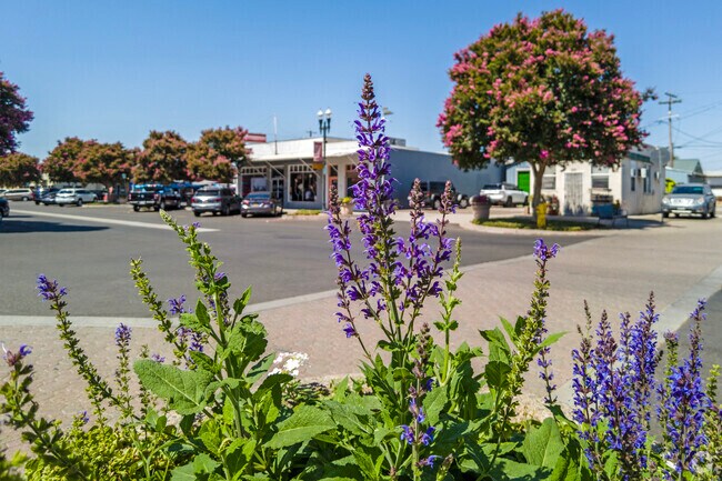 Colorful flowers bloom along the street in Ripon.