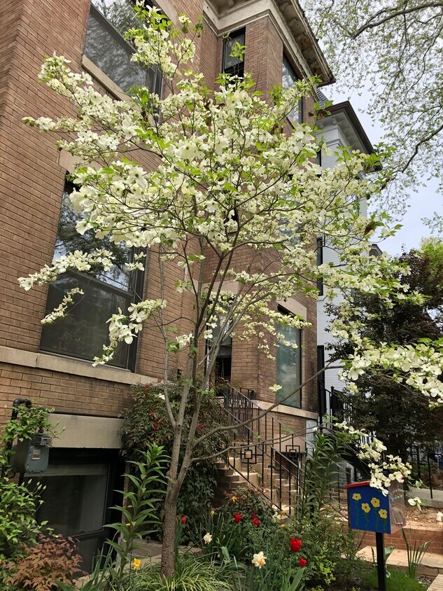 Front Yard - 1721 Euclid St NW