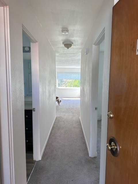 View into partment from entryway. Dog not included. - 3627 14th Ave W