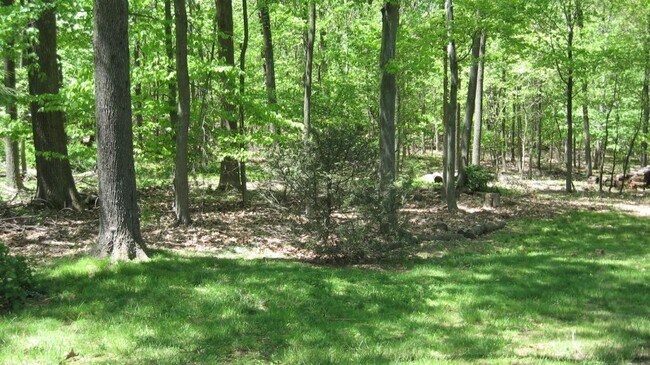 Wooded Back Yard - 1015 Buxton Rd.