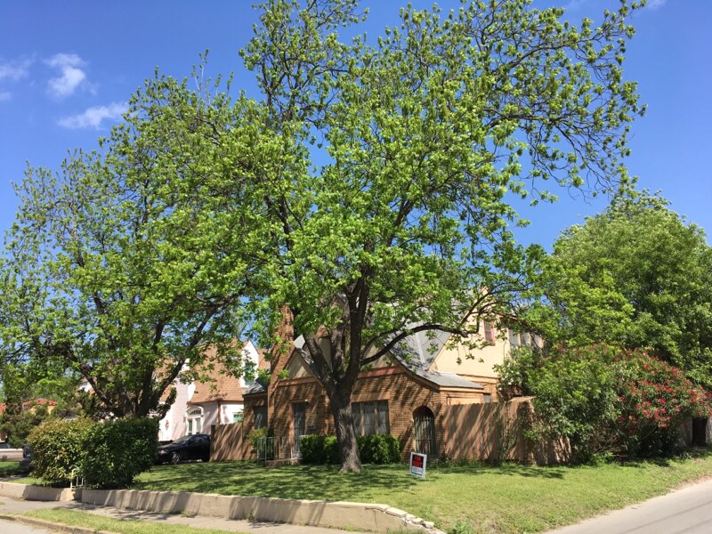 Primary Photo - 1603 W Rosewood Ave