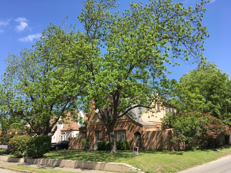 Photo - 1603 W Rosewood Ave (San Antonio, TX)