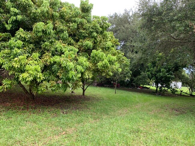 fruit trees - 45 NE 146th St