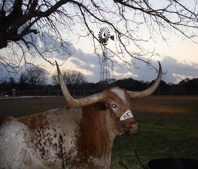 Bevo, the Longhorns mascot