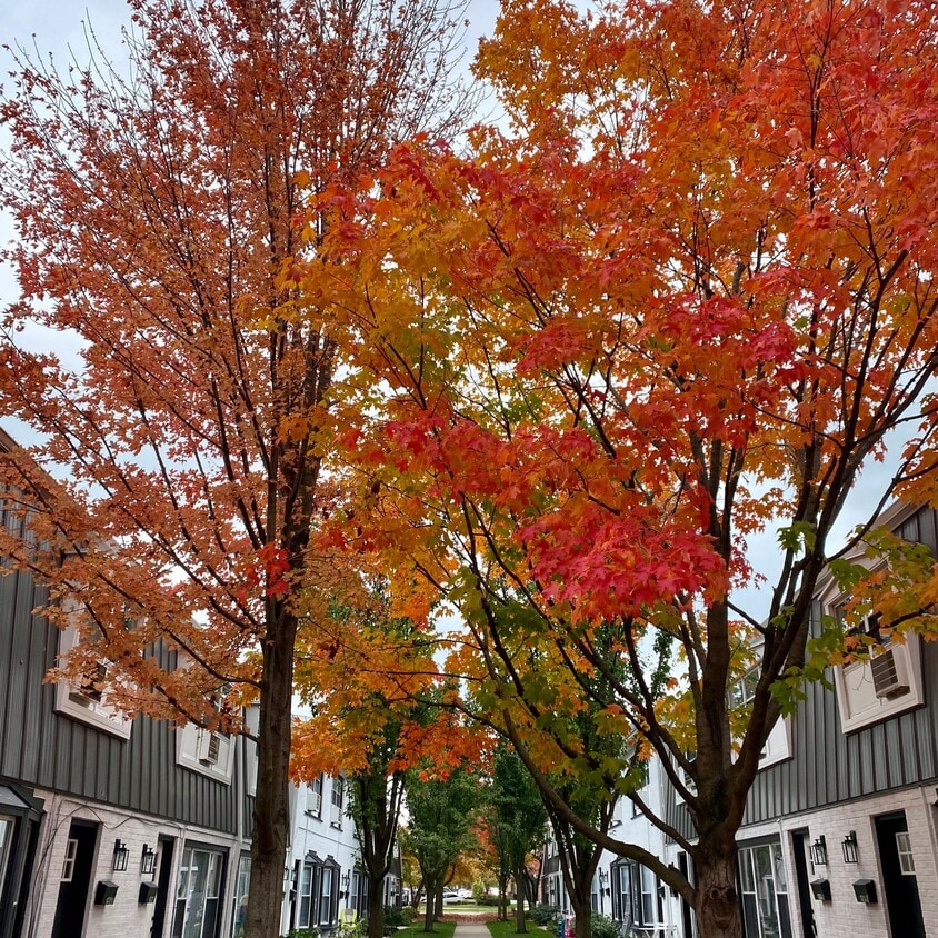 Building Photo - Park Townhomes of Highland Park