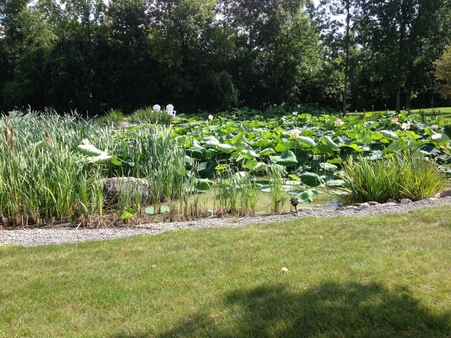 Relaxing View of the Pond - Northside Apartments