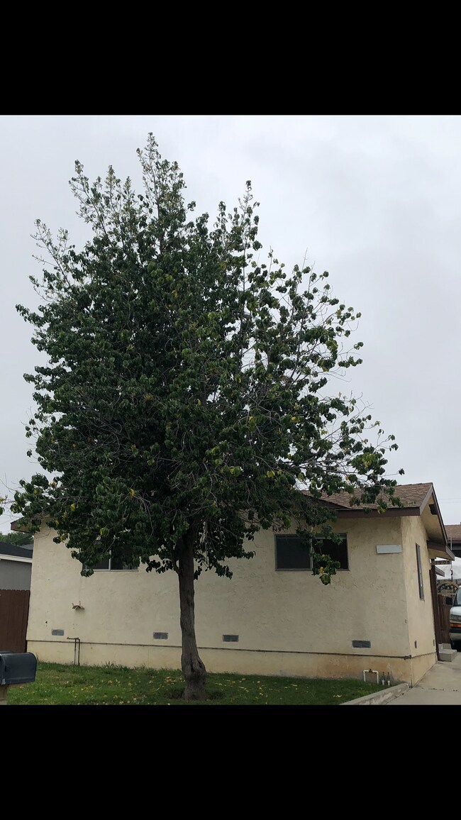 Large Tree in Front Yard - 11905 Fidel Ave