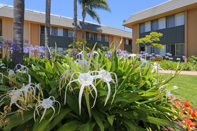 Courtyard - Pacific Breeze Apartments