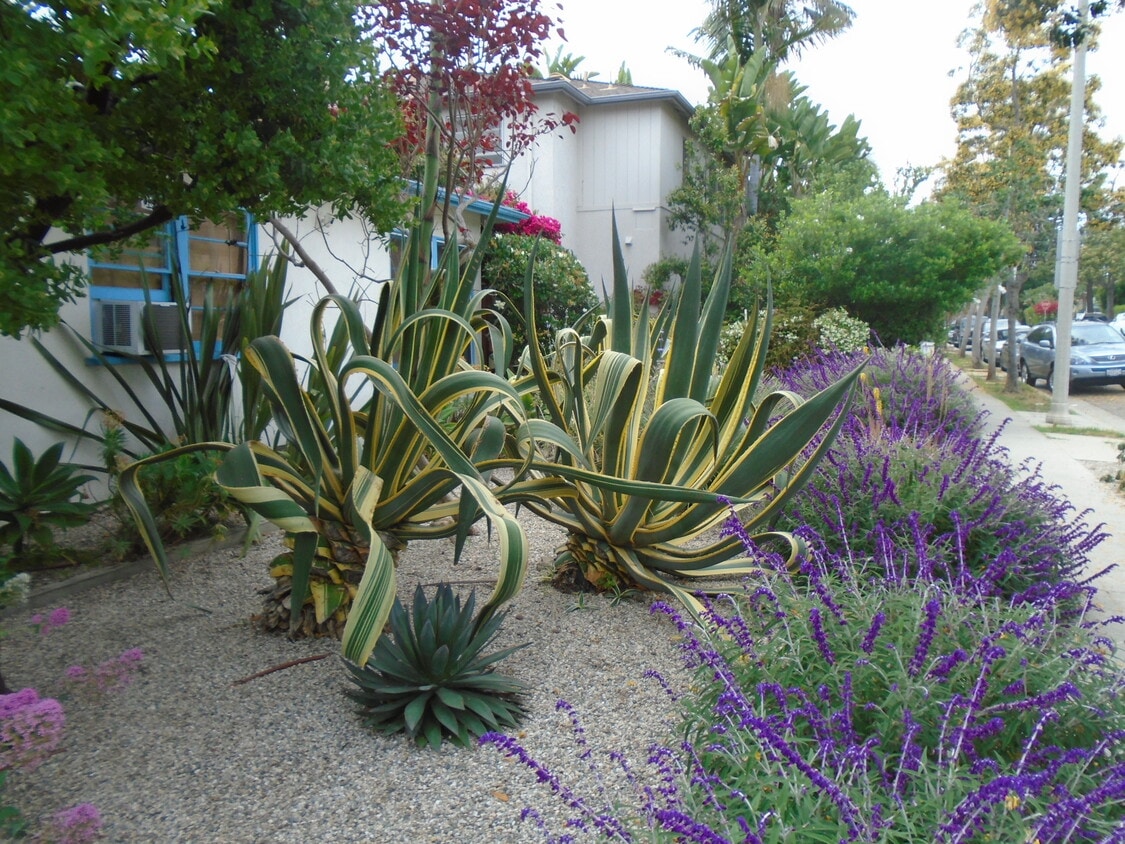 Front yard xeriscape - 1532 Yale St