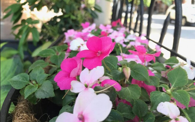 ¡Flores en el patio! - 15 South Lime Street