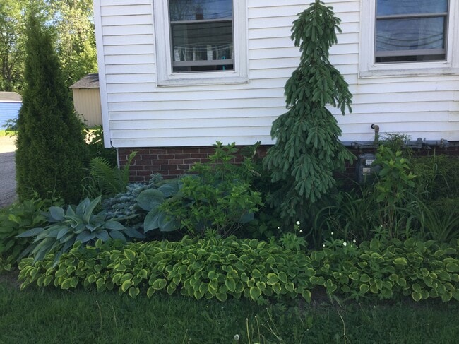 front garden - 874 Washington Ave