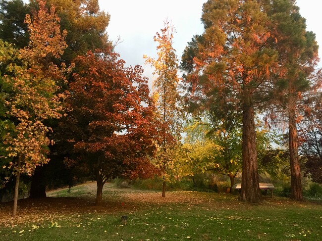 Sequoia gigante en otoño - 3333 Hamblen Ct