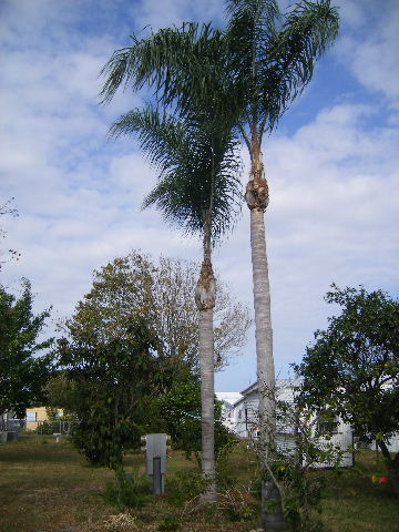 Building Photo - 1765 Mango St NE
