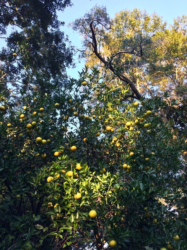 12244 Fritz Ct, Lillian, AL 36549 House Rental in Lillian, AL