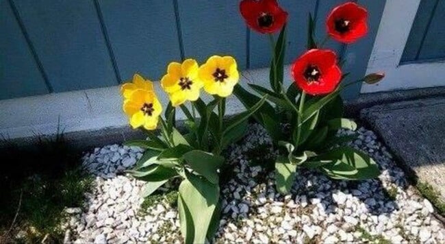 Building Photo - 313 Male Ave