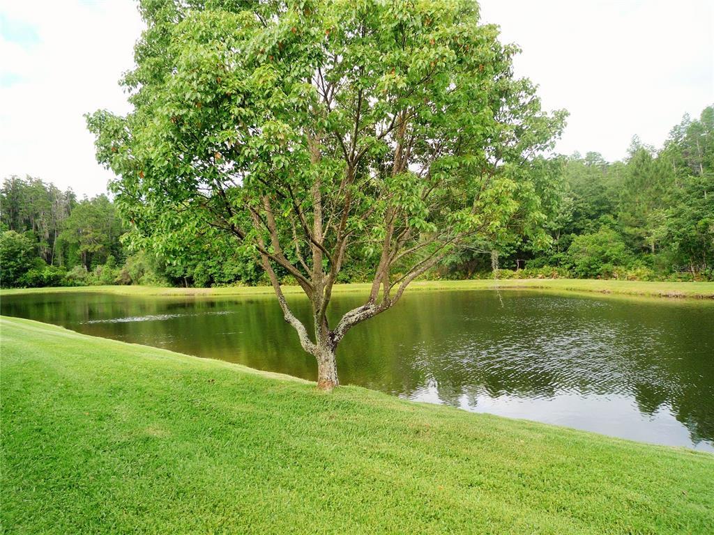 30339 Lettingwell Cir, Zephyrhills, FL 33543 House Rental in