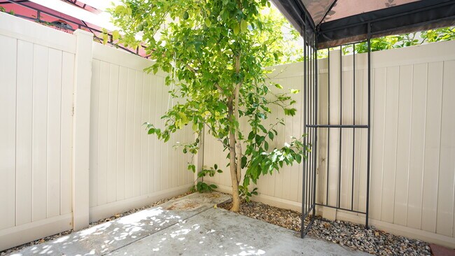 Lemon Tree in Patio - 6262 Morse Ave