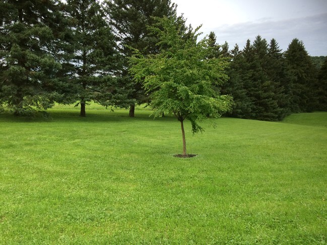Front Yard - 129 Shultz Dr