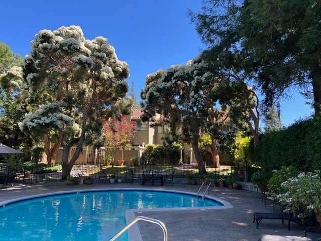 Lovely garden and pool - 153 W Rincon Ave