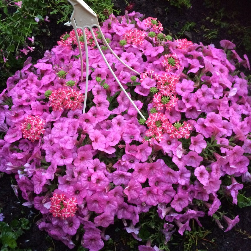 9414 Flower St, Bellflower, CA 90706 House for Rent in Bellflower, CA