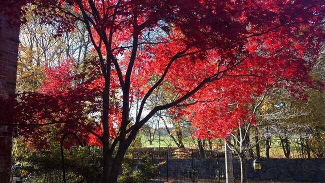 Colores de otoño desde la entrada - 31 Greycliff Rd