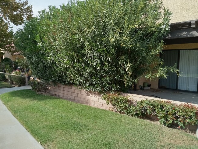 Backyard - 19135 Elm Dr
