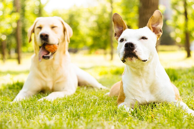 Pet Park - Nestledown Farms