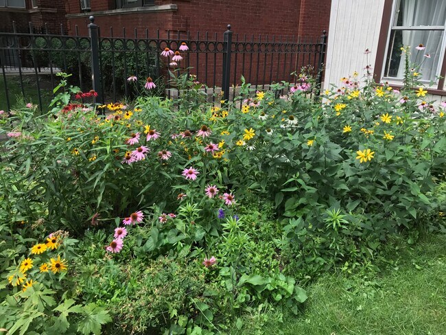 Wildflowers Outside of Front Door - 1310 W Argyle St