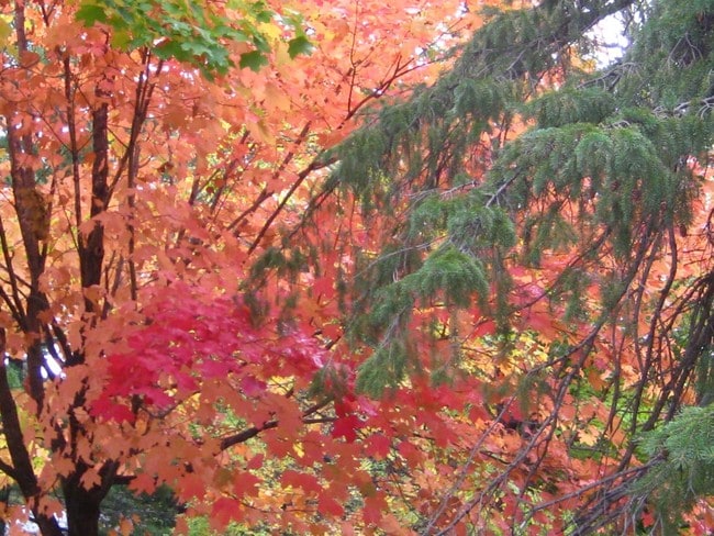 Beautiful fall foliage in Saint Cloud