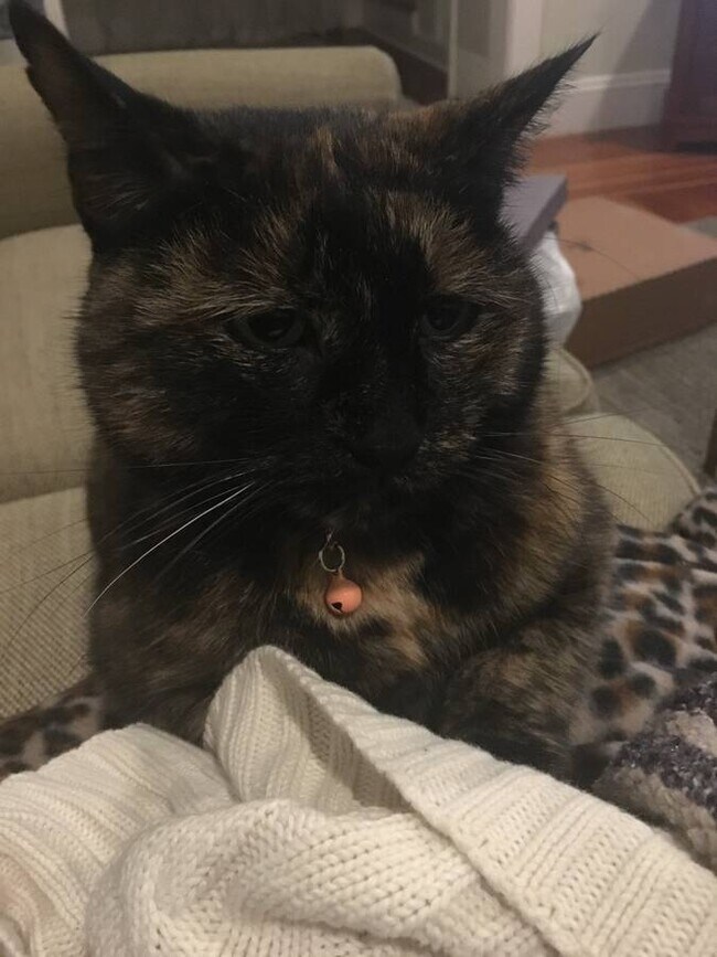 kitty - 65 Ardmore Ave